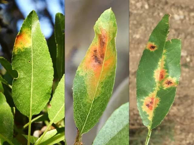 Red leaf blotch (RLB) blotches that are large, yellow-orange and reddish-brown in their center