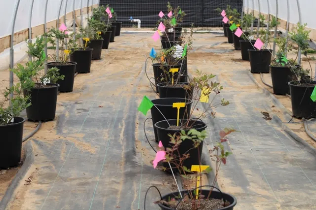 Blueberries growing in containers under a hoop house.