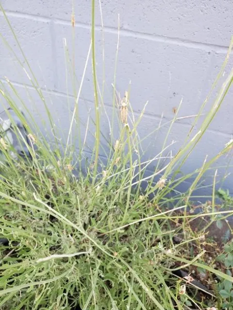 Grasshoppers congregate on a denuded lavender plant.