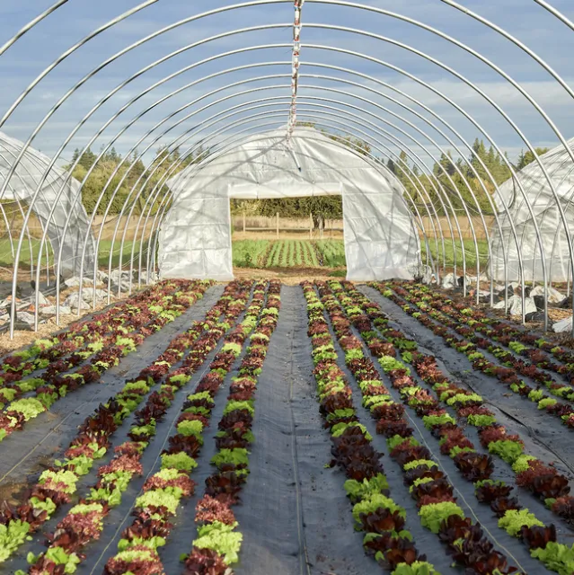 Red and green leaf lettuce grows in rows in an open tunnel.