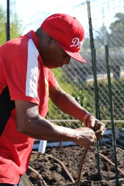 Art Dawson checks the irrigation lines in each gardening bed. Photo by Saoimanu Sope.