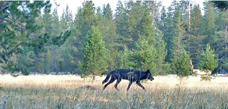 A gray wolf walks through a clearing in a forest.