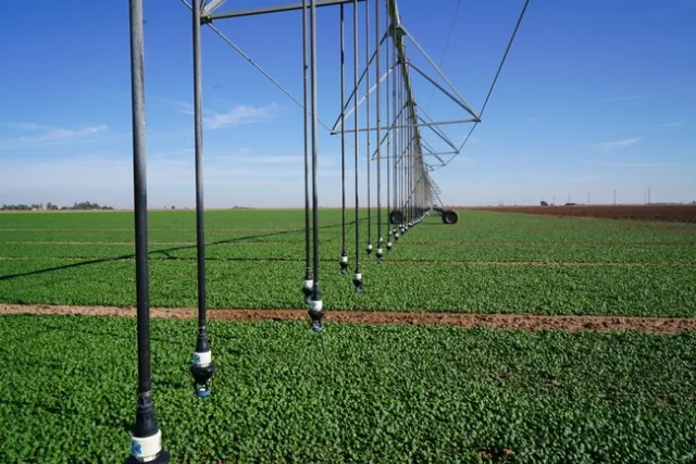 A large field of green spinach under the irrigation equipment.