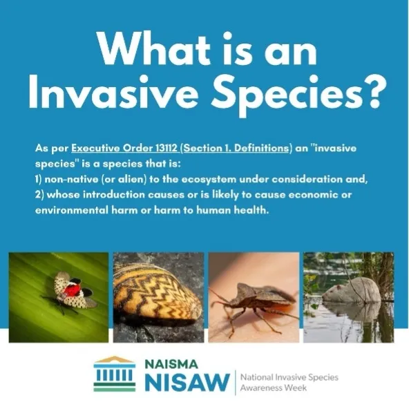 What is an invasive species?