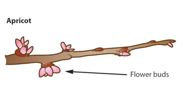 Apricot buds