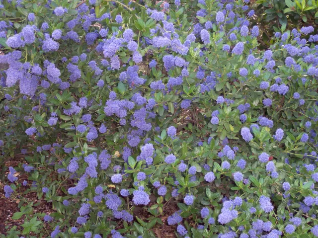 ceanothus