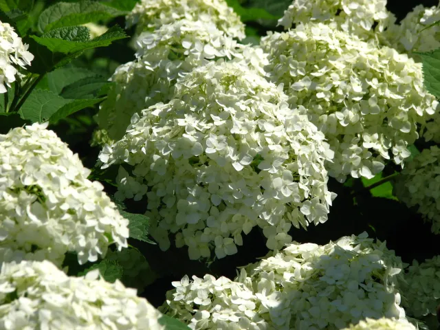 hydrangea arborescent