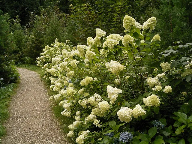 hydrangea paniculata