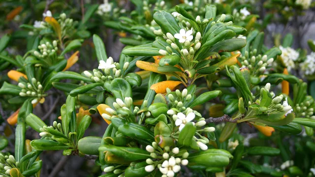 pittosporum
