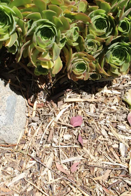 Photo of wood chips in the garden. 
