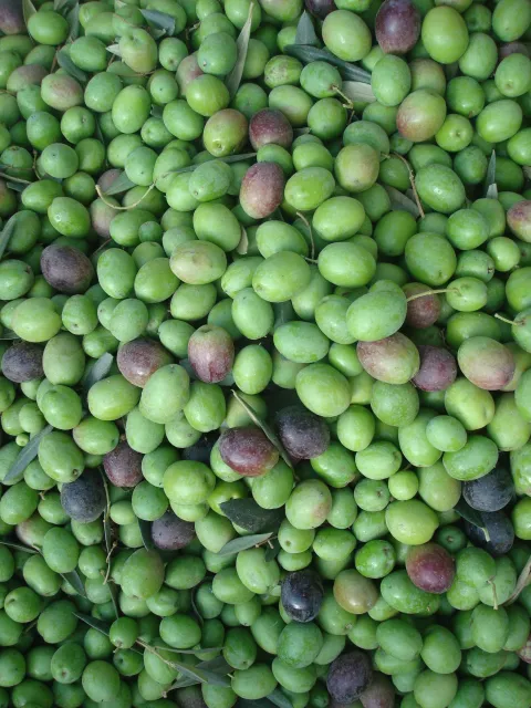 Olive Nitrogen Blog Pic