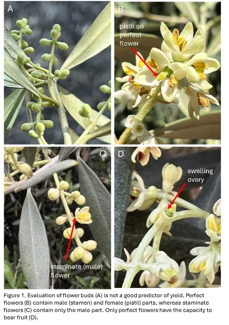 Olive Alternate Bearing Fig 1