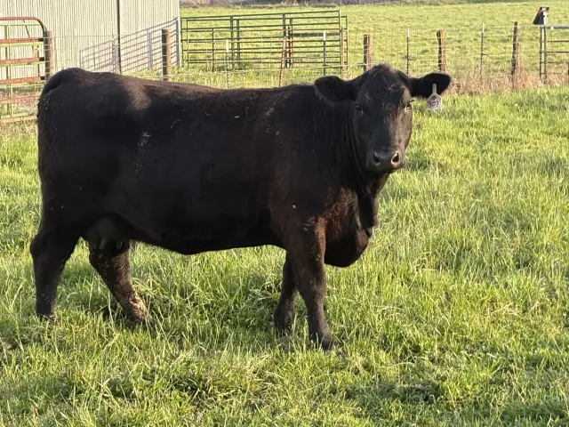Cattle Photo