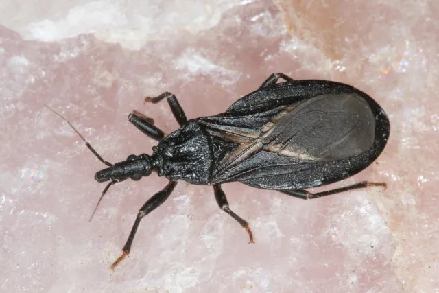 A dark brown insect on a light surface.