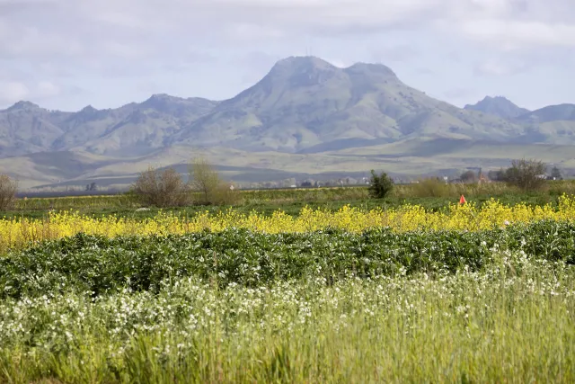 Cover crops in the foreground with mountains in the distance