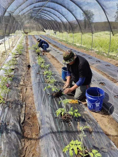 Two people plant seedlings into black plastic mulch in a hoop house