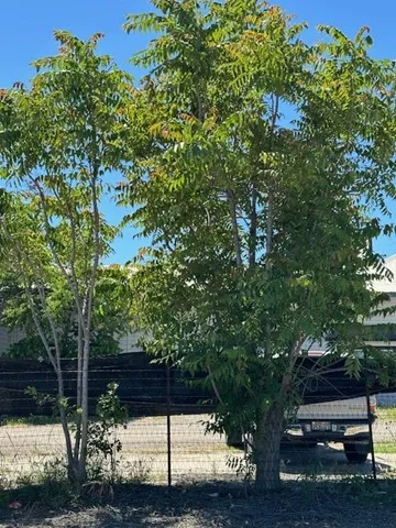 Tree of Heaven