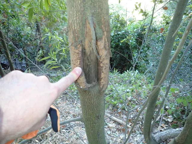 A hand with finger pointing to a canker in a tree trunk
