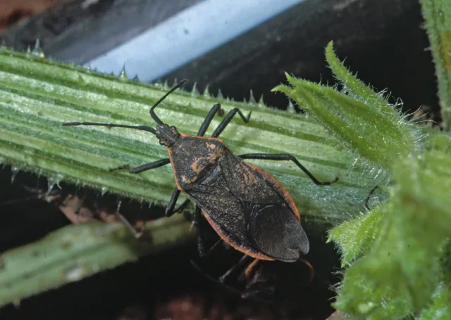 A medium-sized black bug with orange markings along the edges of its back crawling on a green plant stem.