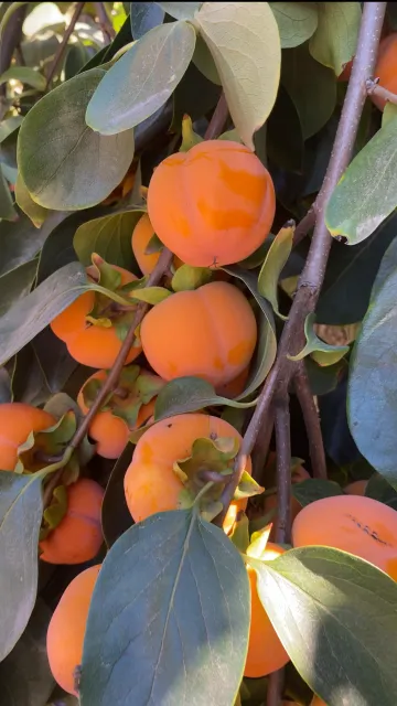 ripe persimmons growing on a tree