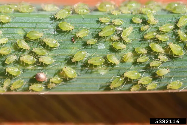 Many small, green aphid insects on the green stem of a plant. One of the aphids is parasitized and looks brown and swollen.