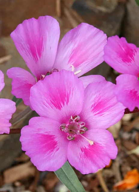Clarkia amoena in bloom.