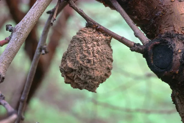 A brown, shriveled peach still attached to a branch on the peach tree.