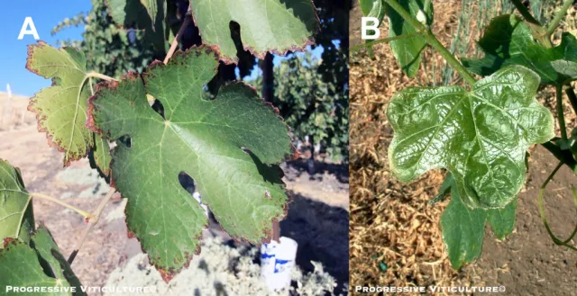 Boron toxicity vineyards