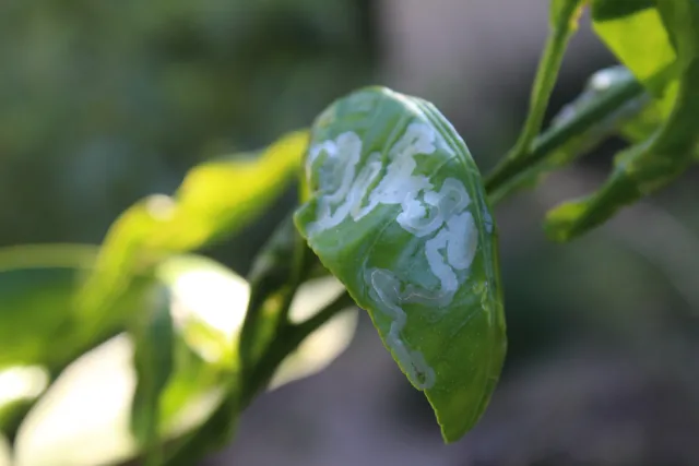 Close up of a citrus leaf infested with leaf miners.