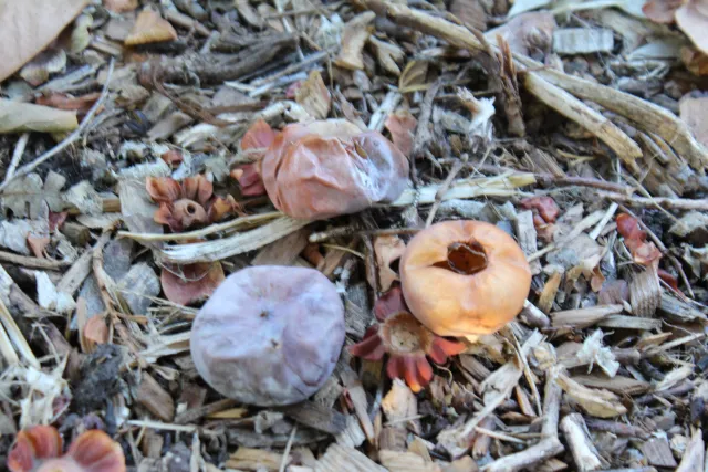 Unripe persimmon fall on the ground.