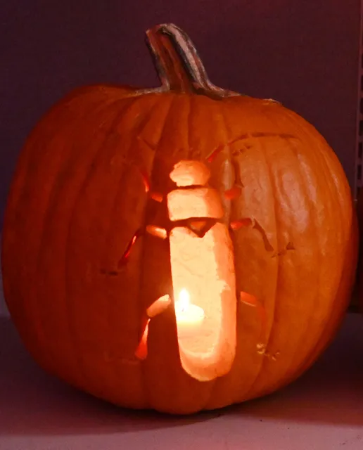 Soldier beetle pumpkin.