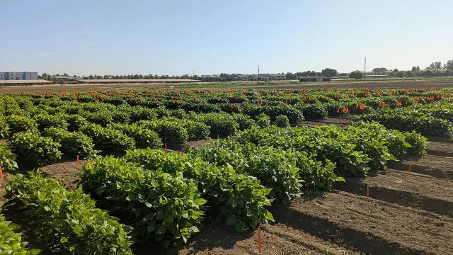 Bushy green plants in neat, boxy-looking test plots, coming in at an angle