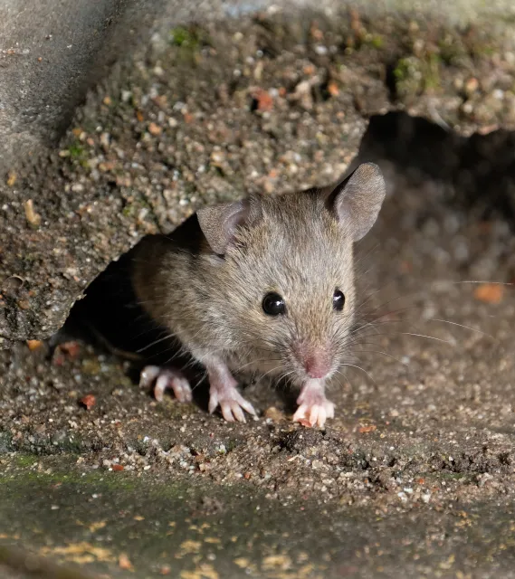 A small brown mouse poking it's head and front paws out from a hole in the ground. 