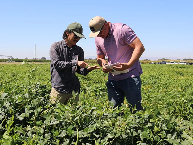Two men talking in a field of low, green bushy plants. One man has something in his hand and is pointing to it, while the other man looks down to see.