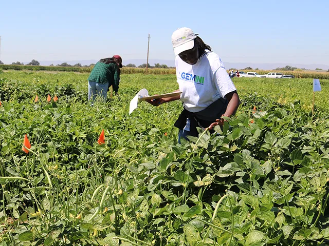 A woman in a field of low, green, bushy plants. She holds a clipboard with papers in one hand and reaches the other hand down to touch a plant.
