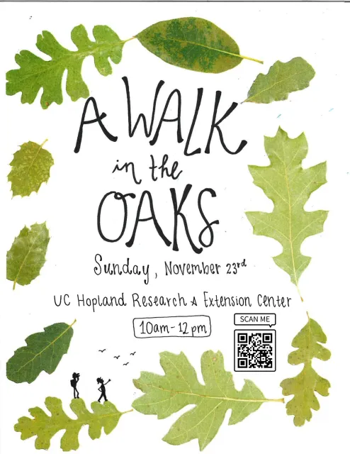 A walk in the oaks, Sunday, November 23rd at the UC Hopland Research and Extension Center, 10am-12pm