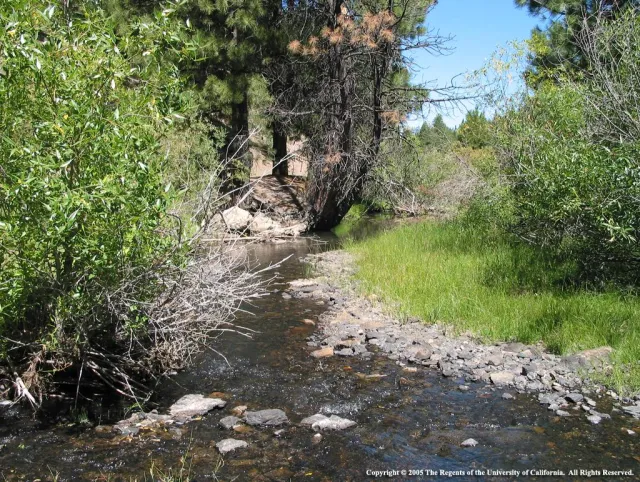 Shallow, rocky, freshwater stream flowing between several trees and shrubs.