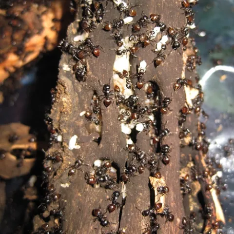 CREMATOGASTER ANTS--Myrmecologist or ant specialist Bonnie Blaimer studies theses ants in Madagascar. “This genus fascinates me particularly because of its species diversity and dominance in tropical forests, and its intriguing natural history,” she says. “Most species are canopy-nesting in dead twigs and branches or under bark, or they make elaborate independent carton-nest from wood fibers. Some species are suspected to be temporary social parasites, and many tend scale insects or mealybugs." (Photo by B