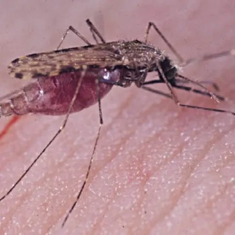 MALARIA MOSQUITO, Anopheles gambiae, blood-feeding. This photo was taken by Anthony Cornel, associate professor of entomology at UC Davis.