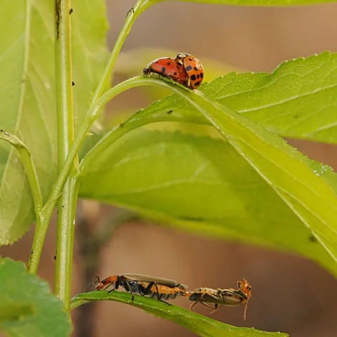 Ladybugs and soldier beetles--along with their prey, aphids--on a plum tree. (Photo by Kathy Keatley Garvey)