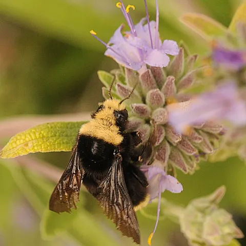Yellow-faced bumble bee (Bombus vosnesenskii) foraging in Bee Bliss salvia. (Photo by Kathy Keatley Garvey)