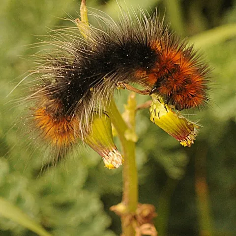 A wooly bear caterpillar munching on foliage at the Bodega Head. (Photo by Kathy Keatley Garvey)