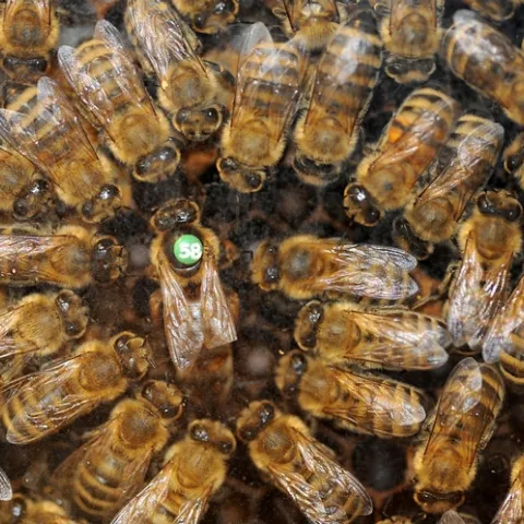 Bee observation hive shows a queen and her court. (Photo by Kathy Keatley Garvey