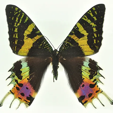 Chrysiridia rhipheus at the Bohart Museum of Entomology.