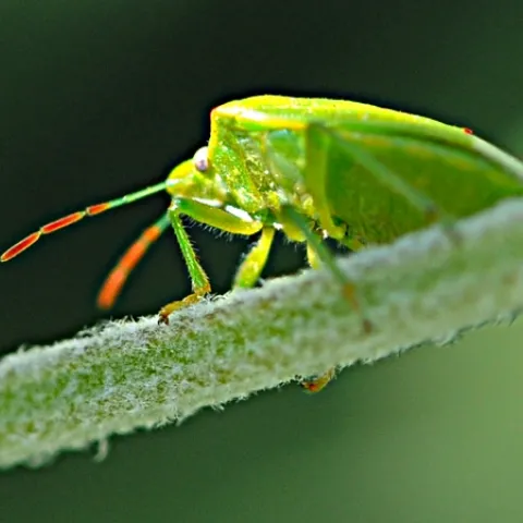 Redshouldered stink bug on a lavender stem. (Photo by Kathy Keatley Garvey)