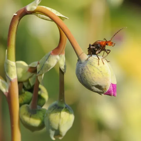 Soldier beetle (famiy Cantharidae) perched on rock purslane bud. (Photo by Kathy Keatley Garvey)