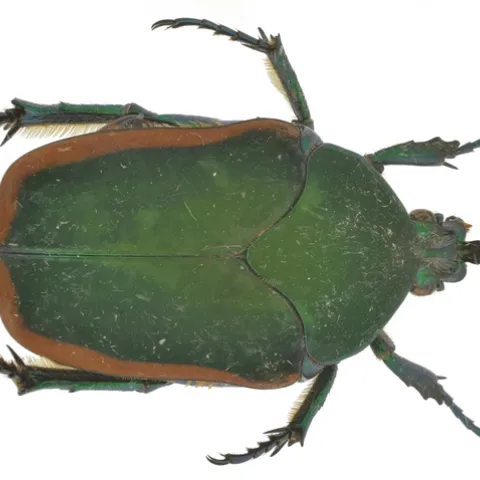 June bug, aka fig beetle (Cotinus mutabilis) at the Bohart Museum of Entomology. (Photo by Andrew Richards)