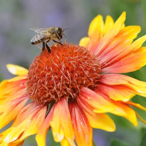 Honey bee nectaring on Gaillardia at Haagen-Dazs Honey Bee Haven, UC Davis. (Photo by Kathy Keatley Garvey)