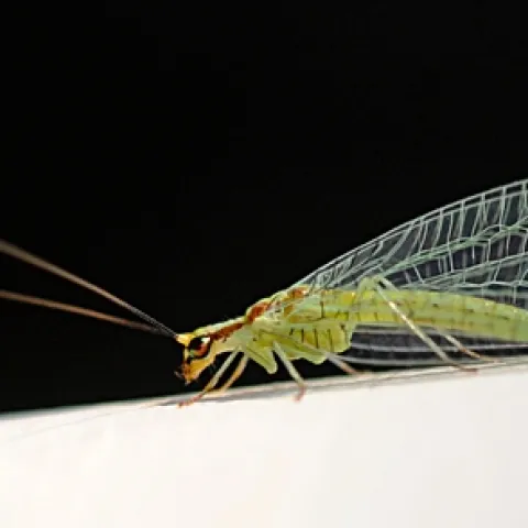 Copper eyes of a green lacewing glow in the late afternoon sun. (Photo by Kathy Keatley Garvey)