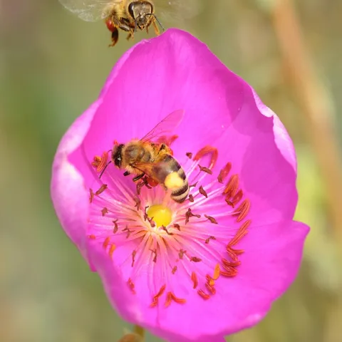 Pollen-packing honey bee heads toward a rock purslane blossom, already occupied by another worker. (Photo by Kathy Keatley Garvey)